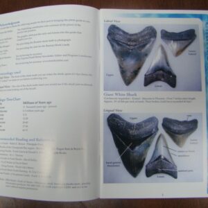 Shark Tooth Book