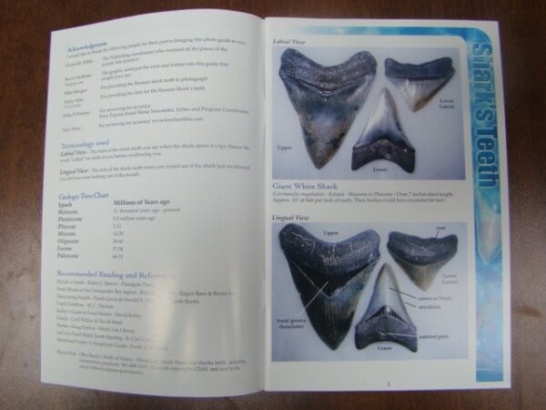 Shark Tooth Book