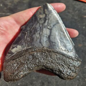 Megalodon Tooth