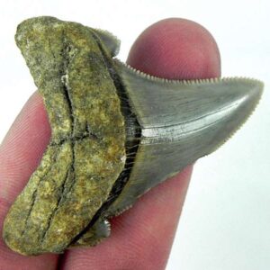 Angustiden Shark Tooth