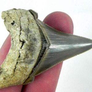 Angustiden Shark Tooth