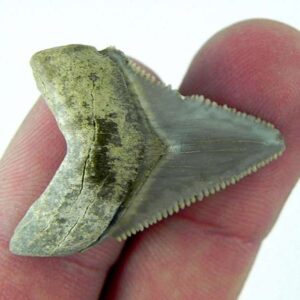 Angustiden Shark Tooth
