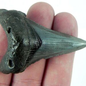 Angustiden Shark Tooth