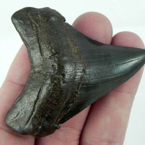 Angustiden Shark Tooth