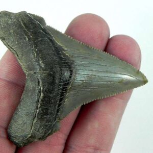 Angustiden Shark Tooth