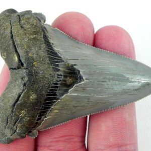 Angustiden Shark Tooth