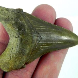Angustiden Shark Tooth
