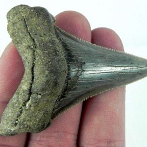 Angustiden Shark Tooth