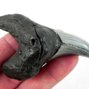 Benedini Shark Tooth