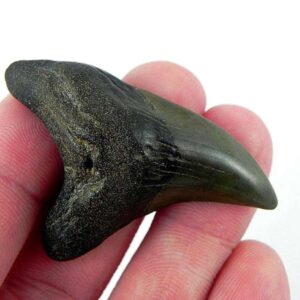 Benedini Shark Tooth