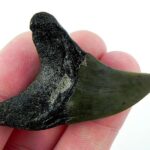 Benedini Shark Tooth