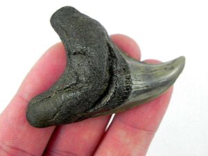 Benedini Shark Tooth