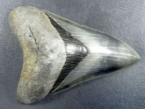 Megalodon Tooth
