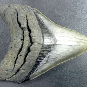 High-quality Megalodon tooth fossil, featuring natural coloration and excellent preservation