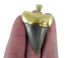 Fossil Mako Tooth