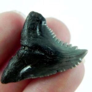 Hemipristis Shark Tooth