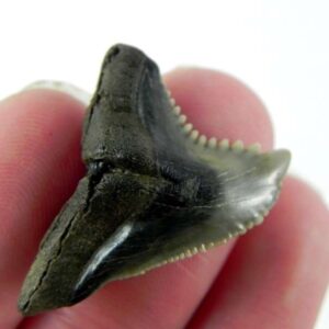 Hemipristis Shark Tooth