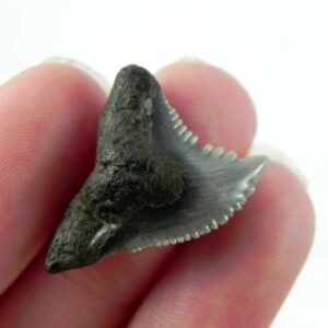 Hemipristis Shark Tooth