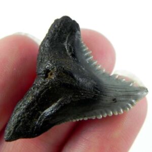 Hemipristis Shark Tooth