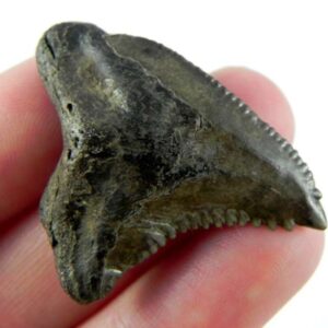 Hemipristis Shark Tooth