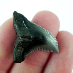 Hemipristis Shark Tooth