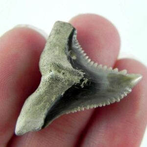 Hemipristis Shark Tooth