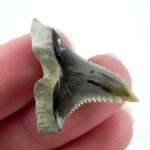 Hemipristis Shark Tooth