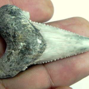AURICULATIS Shark Tooth