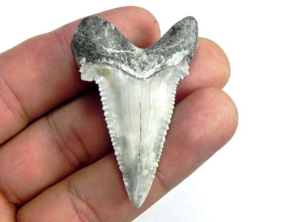 AURICULATIS Shark Tooth