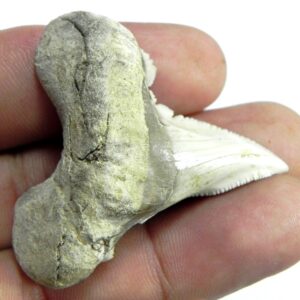 AURICULATIS Shark Tooth