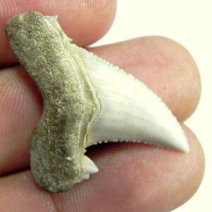 AURICULATIS Shark Tooth