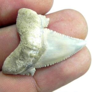 AURICULATIS Shark Tooth