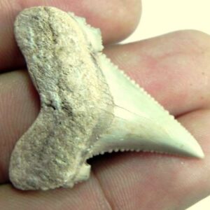 AURICULATIS Shark Tooth