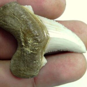 AURICULATIS Shark Tooth