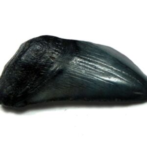 Megalodon Shark Tooth