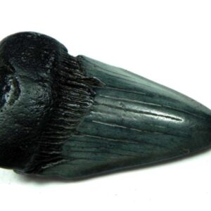 Megalodon Shark Tooth