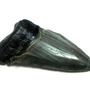 Megalodon Shark Tooth