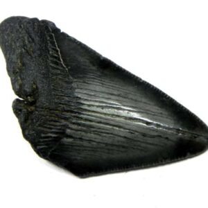 Megalodon Shark Tooth
