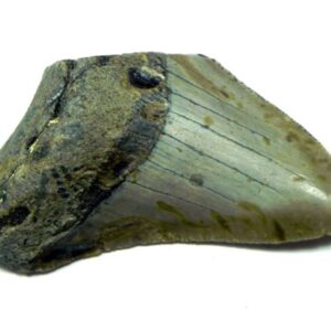 Megalodon Shark Tooth