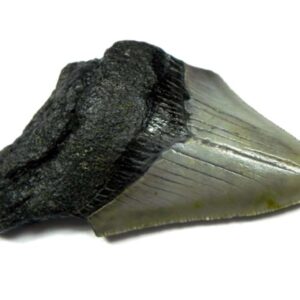 Megalodon Shark Tooth