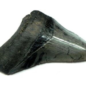 Megalodon Shark Tooth
