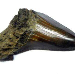Megalodon Shark Tooth