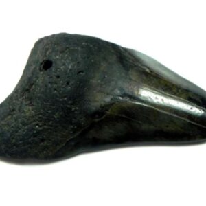 Megalodon Shark Tooth