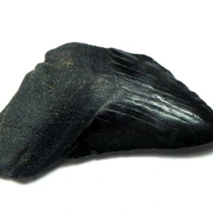 Megalodon Shark Tooth