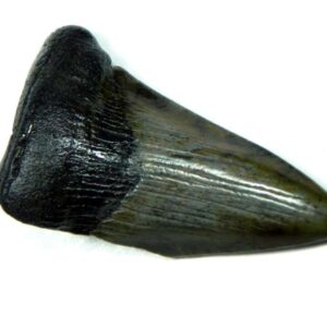 Megalodon Shark Tooth