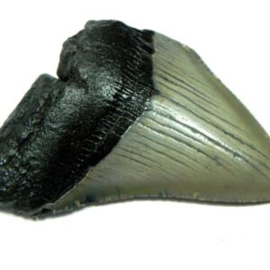 Megalodon Shark Tooth