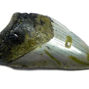 Megalodon Shark Tooth
