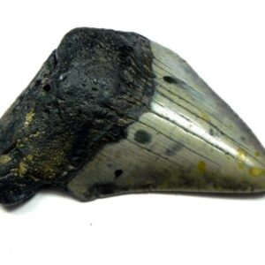 Megalodon Shark Tooth