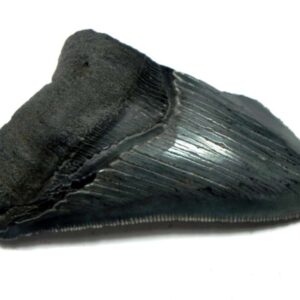 Megalodon Shark Tooth
