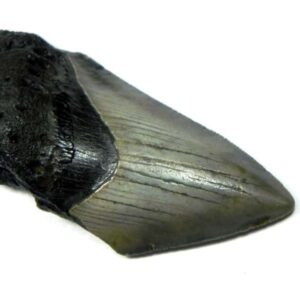 Megalodon Shark Tooth